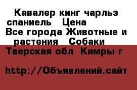 Кавалер кинг чарльз спаниель › Цена ­ 50 000 - Все города Животные и растения » Собаки   . Тверская обл.,Кимры г.